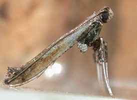 Sumac Leafblotch Miner 